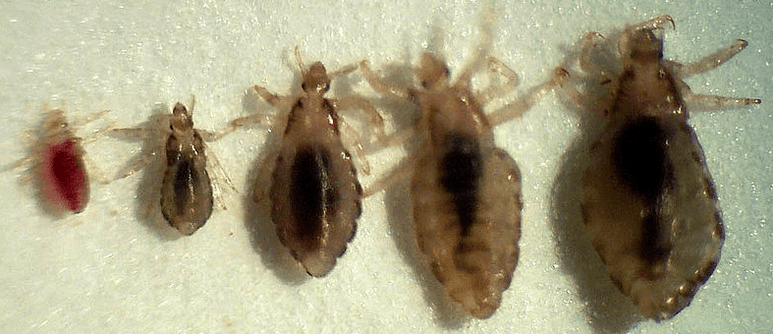 Which are parasites