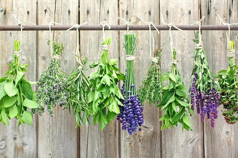 Best herbs for worms and lamblia