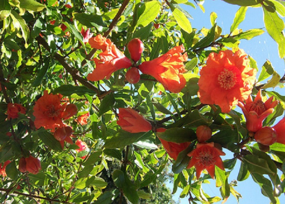 pomegranate and its bark to cleanse the body from parasites