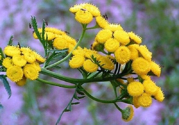 using tansy to remove parasites from the body
