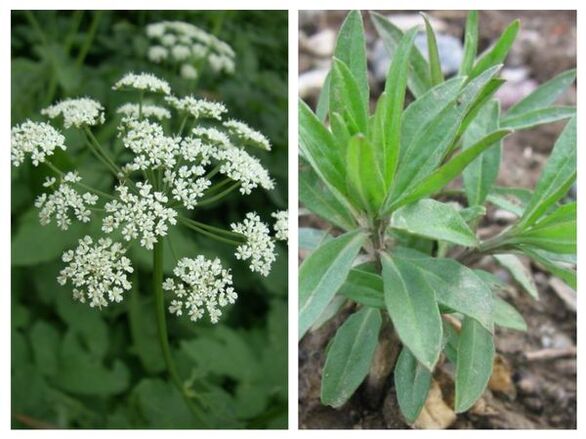 wormwood to cleanse the body from parasites