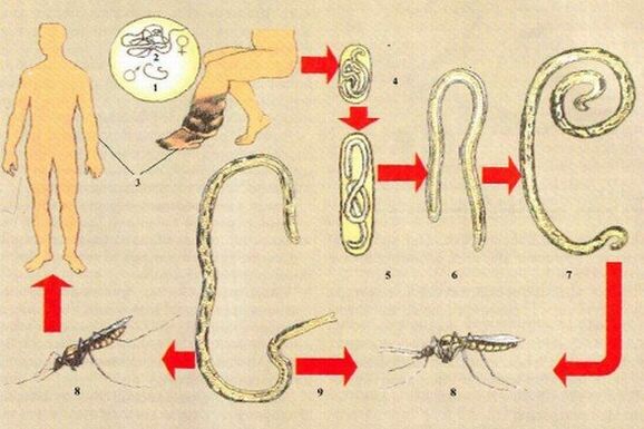 How parasites enter the human body