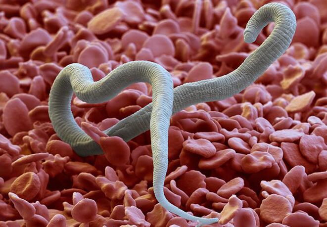 Parasitic worm that feeds on the human body