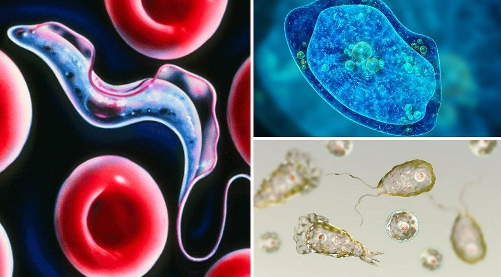 protozoan parasites of man