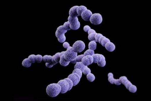 streptococcus