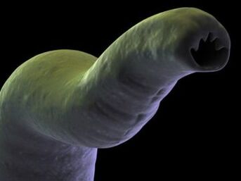 Parasite in the human body
